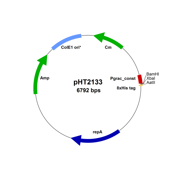 Bacillus subtilis constitutive expression vector pHT2133
