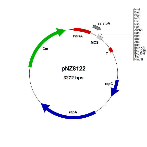 NICE® pNZ8122 Lactococcus lactis secretion vector (SP SlpA/NruI)
