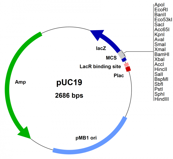 E. coli vector pUC19