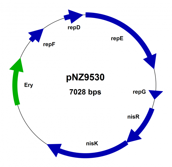 NICE® pNZ9530 Lactococcus lactis nisRnisK vector, in Strain NZ9000