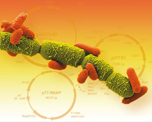 Bacillus megaterium protoplasts, strain MS941