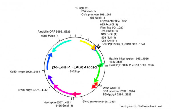 ptd-EosFP, FLAG®-tagged (FLAG® is a registered trademark of Sigma-Aldrich Co)