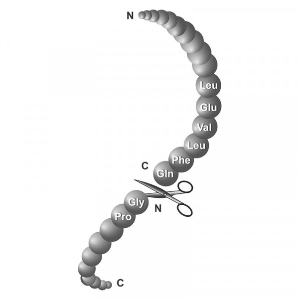 HRV3C Protease, recombinant, GST- & His-Tag