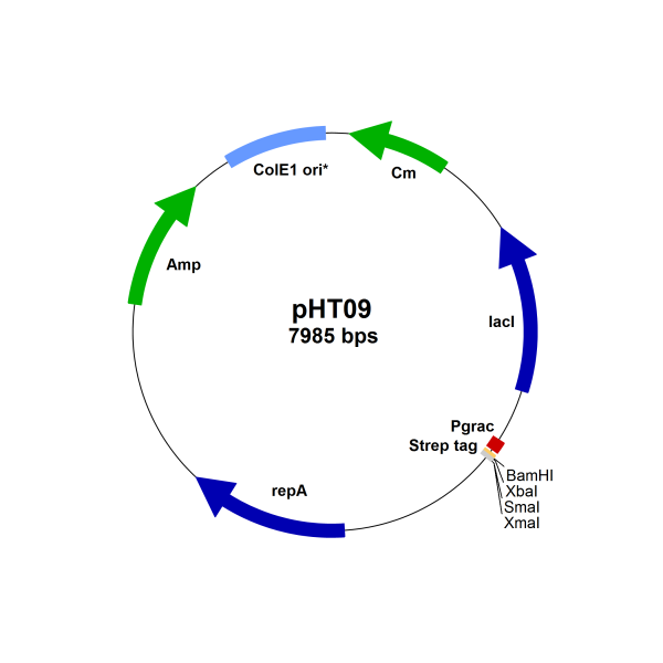 Bacillus subtilis expression vector pHT09 (Pgrac01 type, STREP-Tag)