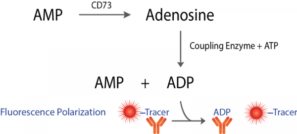 Transcreener® CD73 FP Assay