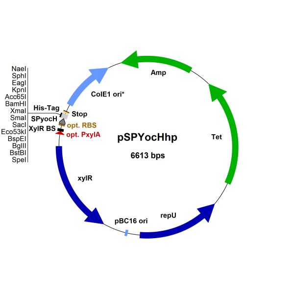 Bacillus megaterium vector pSP-YocH-hp