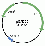 E. coli vector pBR322