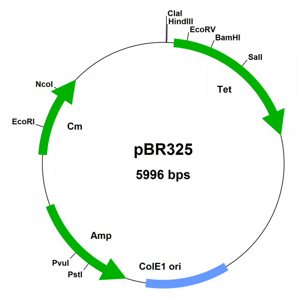 E.coli vector pBR325