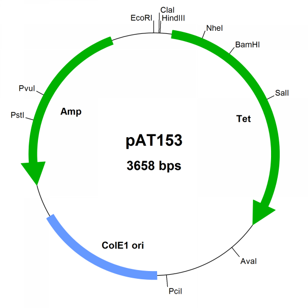 E. coli vector pAT153