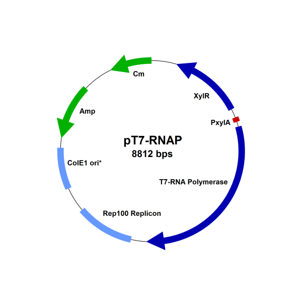 Bacillus megaterium protoplasts, strain MS941, pretransformed with pT7-RNAP