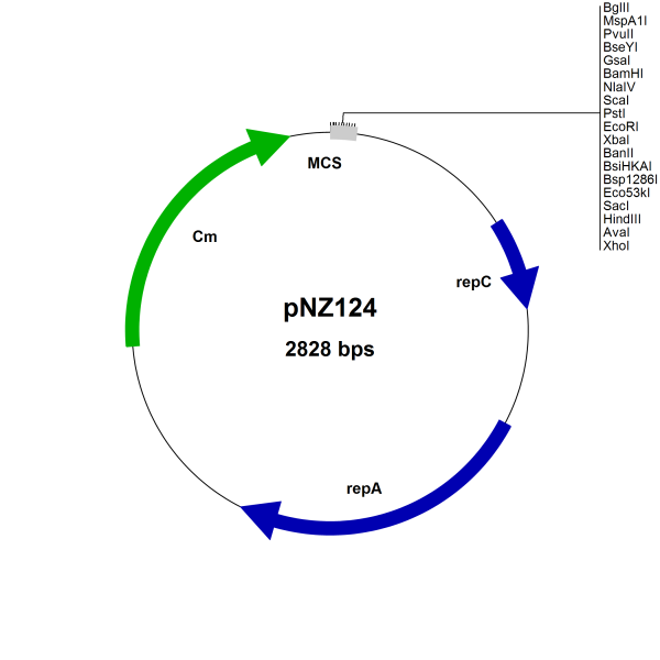 pNZ124 Lactococcus lactis cloning vector