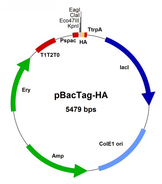 Bacillus subtilis chromosomal integration vector pBacTag-HA