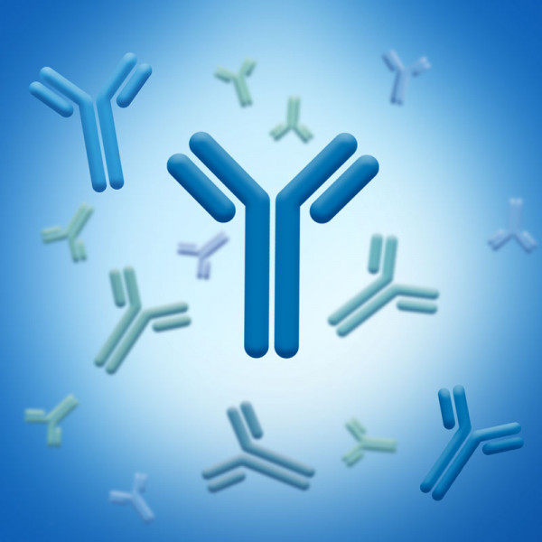 20S Proteasome Antibody Sampler Kit (UBPBio Product Code: Y0010)