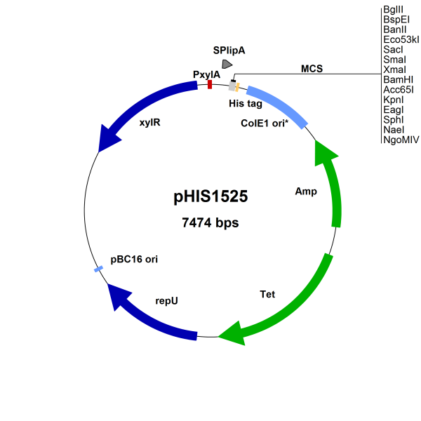 Bacillus megaterium vector, pHIS1525