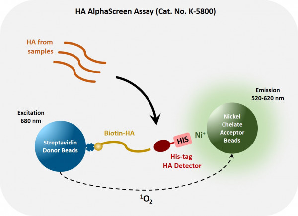 Hyaluronic Acid AlphaScreen Assay (Echelon Product Code: K-5800 EAKIT)