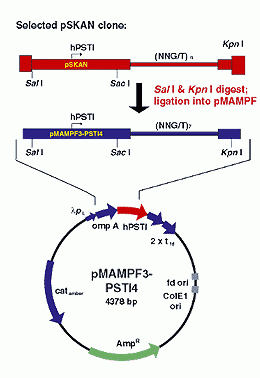 pMAMPF-3-PSTI4 vector