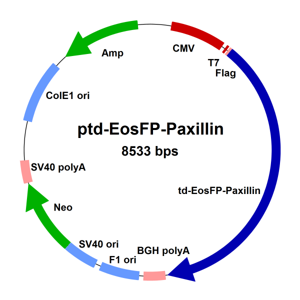 ptd-EosFP-Paxillin, FLAG®-tagged, (FLAG® is a registered trademark of Sigma-Aldrich Co)