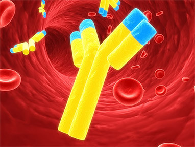 anti-complement factor H ELISA (quant.)