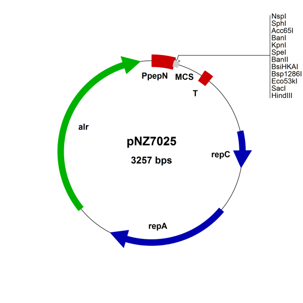 pNZ7025 Lactococcus lactis const. vector, pepN, food grade, (alr)