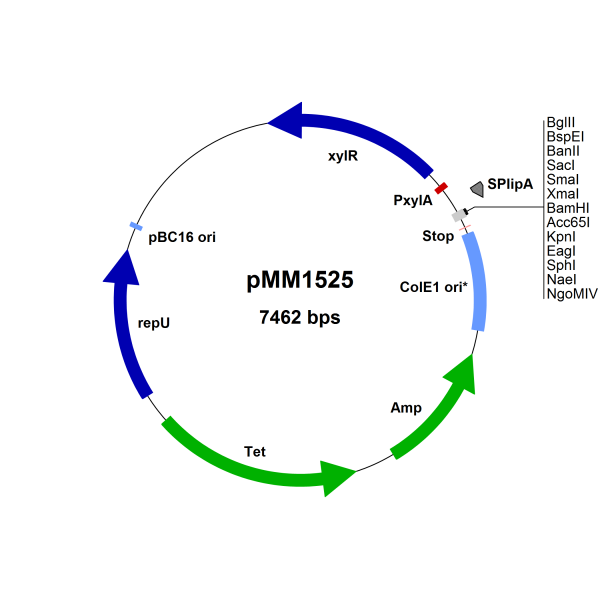 Bacillus megaterium vector, pMM1525