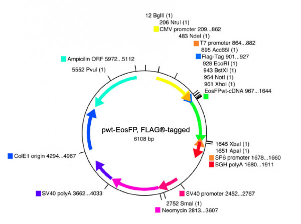 pwt-EosFP, FLAG®-tagged (FLAG® is a registered trademark of Sigma-Aldrich Co)