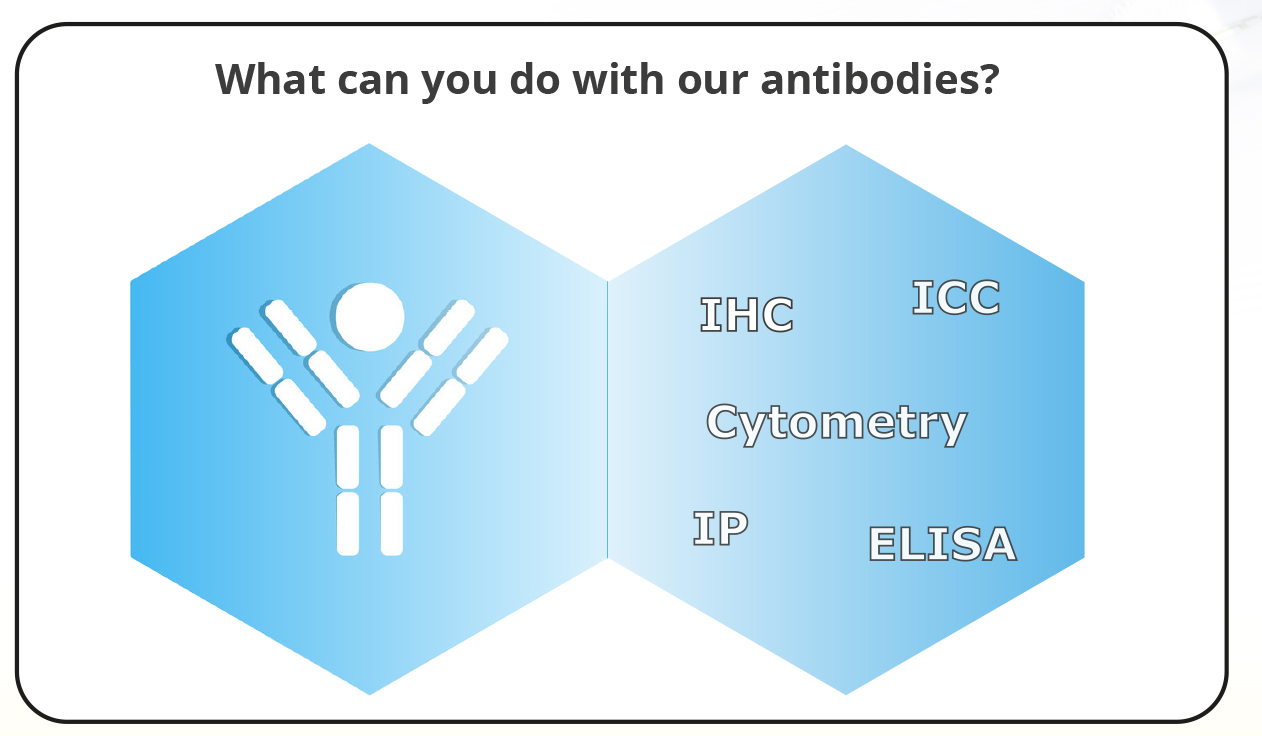 Sphingosine 1Phosphate Antibody Antibodies & Proteins Lipidomics