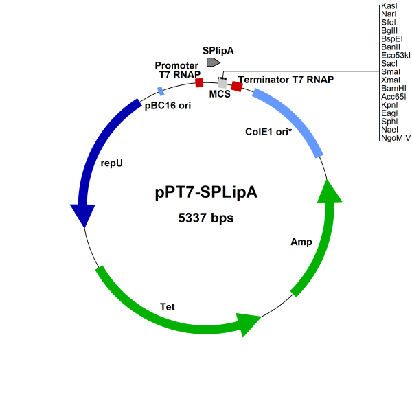 Bacillus megaterium pPT7-SPlipA secretion vector