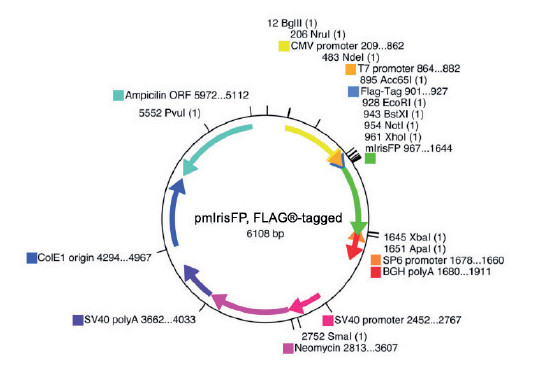 pmIrisFP, FLAG®-tagged (FLAG® is a registered trademark of Sigma-Aldrich Co)