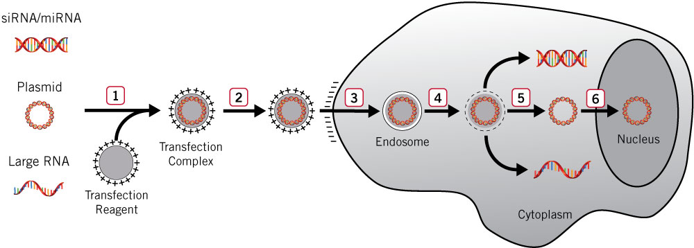 chemical transfection of eukaryotic cells