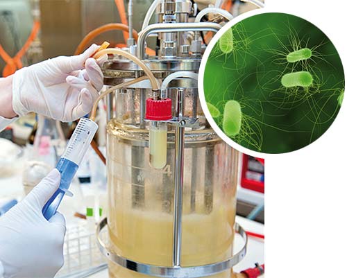 Bacillus megaterium Expression Systems