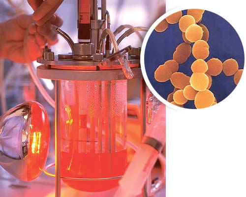 Bacillus megaterium Expression Systems