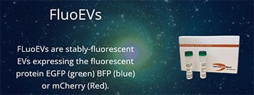 FLuoEVs