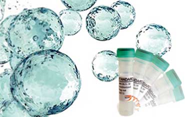 Lyophilized-Exosome-Standards