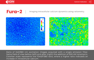 fura-2-ratiometric-microscopy